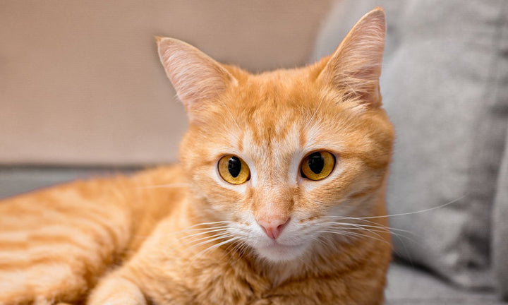 What Can You Give a Cat for Pain? [Recommendations, Tips, & More]