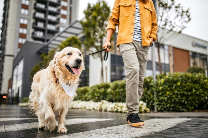 Dog is Limping But No Pain [Causes, Treatments & Prevention]