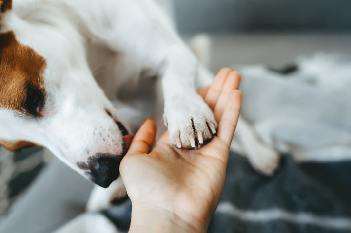 Dog Paw Pad Injury: Causes, Symptoms, & Treatment