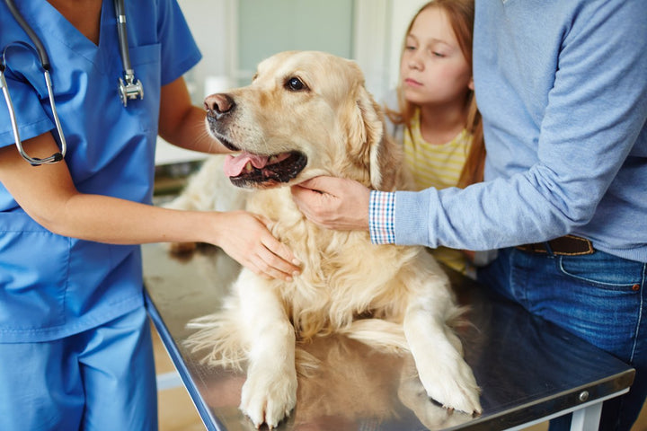 What to Feed a Sick Dog With No Appetite