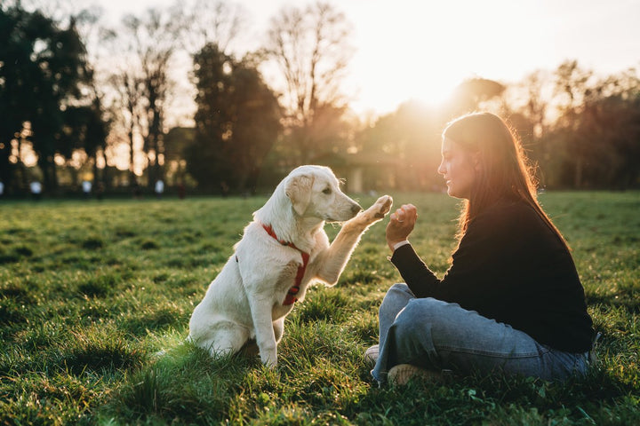 How to Maintain Optimal Dog Bones Health
