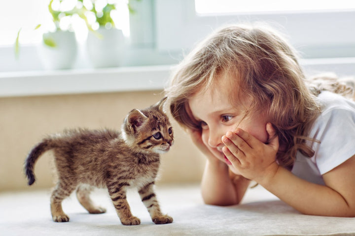 How to Care for a Newborn Kitten: Tips, Considerations, & Products