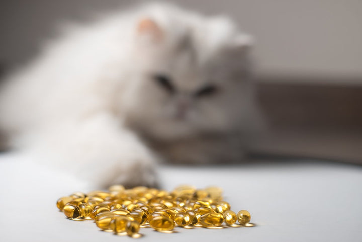 Guide on Fish Oil for Cats [Benefits, Types, Vet-Recommended Brands]