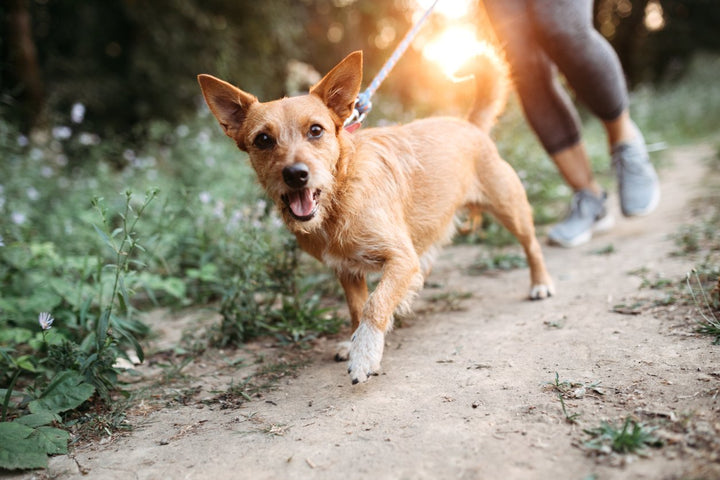 Top 6 Animal Supplements [Types, Criteria, & Brands]