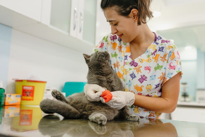 Why Is My Cat Limping? Sprains, Muscle Tears, and Injuries in Cats