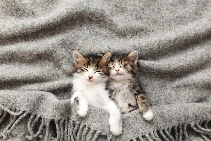 4 Week Old Kitten Care Guide