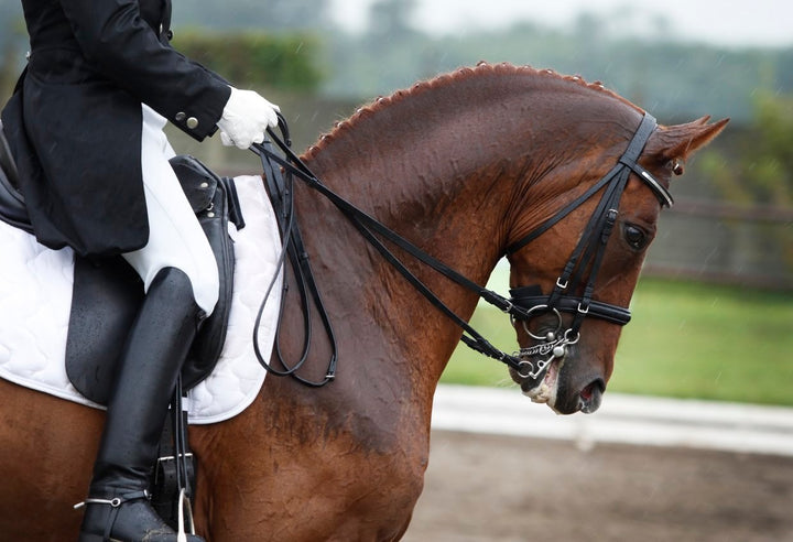 Everything You Need to Know About Kissing Spine in Horses