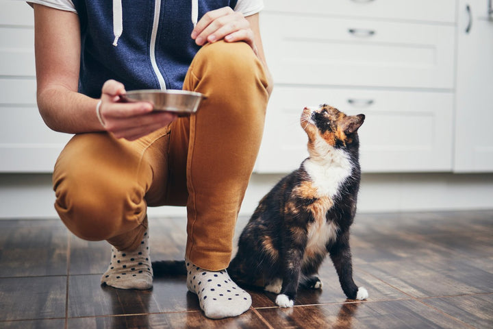 All About Proactive Kitten Supplement: Types, Benefits & More