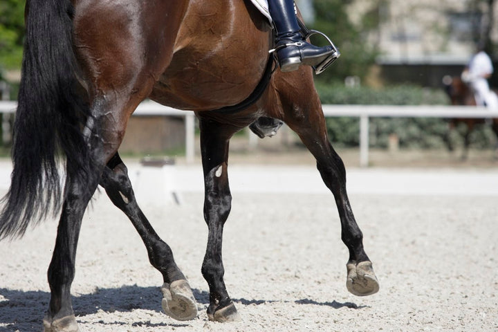 Locking Stifle Horse [Definition, Diagnosis and Treatment]