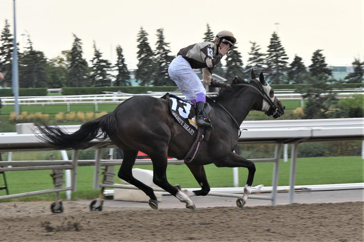 6 Ways To Maintain Your Sport Horse Performance