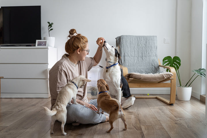 What You Need To Know About Organic Dog Treats