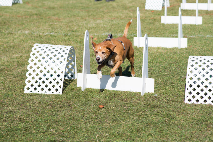Healthy Dog Treats for Training: Types, Uses And Recipes