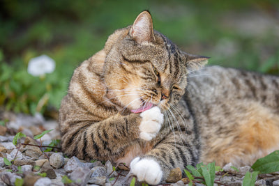 Obese Cat Care Guide: Causes, Risks & Healthy Weight Tips