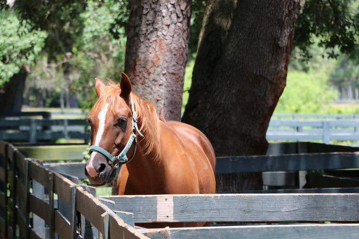 Heat Stroke in Horses: Signs, Symptoms, & Prevention