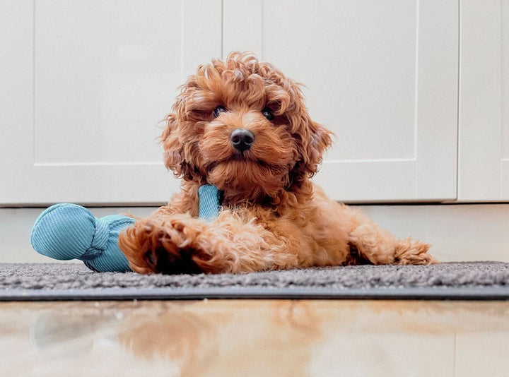 The Ultimate Puppy Prep Guide [Checklist Included]