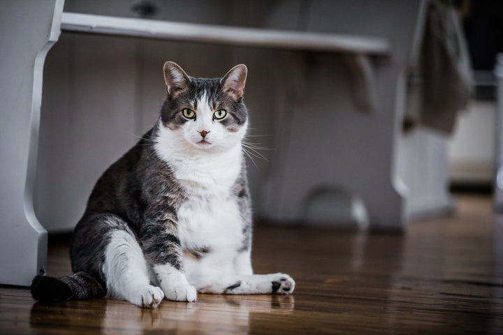 Senior Cat Health Issues - Symptoms, Causes, Prevention & Treatment
