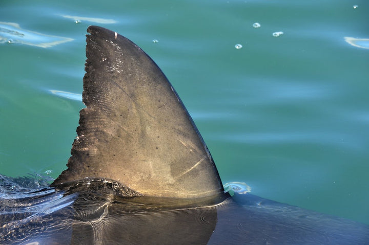 The Truth About Shark Cartilage For Dogs Supplements