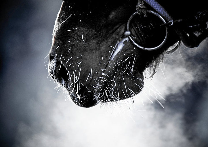 Equine Osteoarthritis: Equine Mobility & Horse Joint Health in Winter