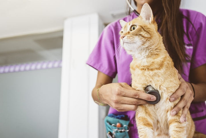 Pet Health Insurance: What You Should Know | Tri-Acta for Pets