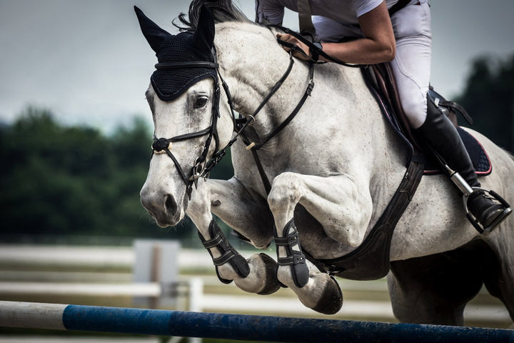 Stifle Horse Injury Symptoms, Causes, Prevention & Treatment
