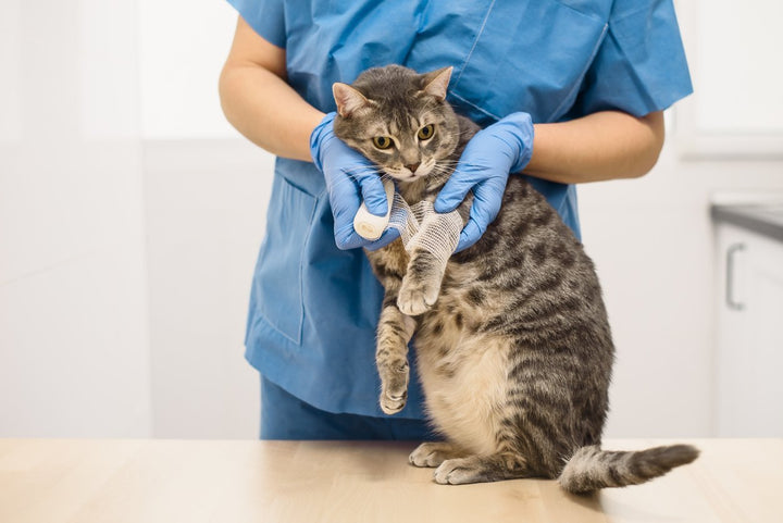 Swollen Cat Paw: Causes, Symptoms, Prevention and Treatment
