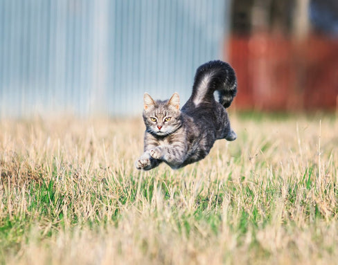 The Marvel of The Cat Skeleton (and How to Keep It Strong)