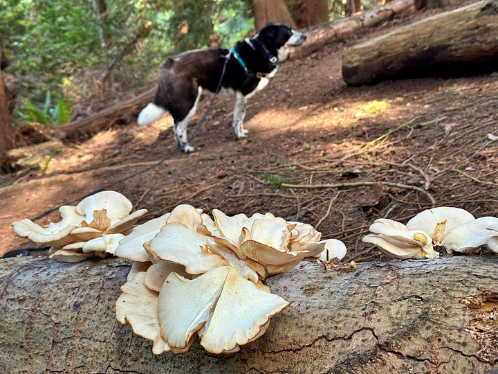 turkey tail mushroom for dogs