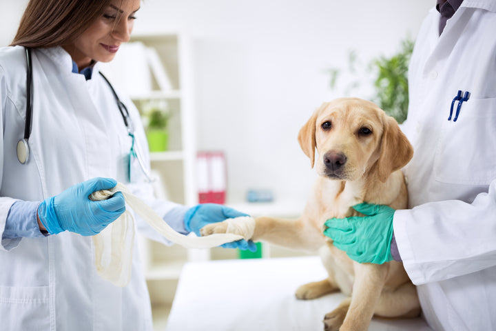 Dog Leg Sprain: Signs, Diagnosis, and Treatment