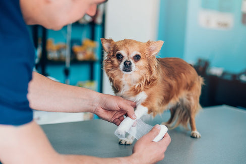 Understanding a Dog Soft Tissue Injury: Causes, Symptoms, and Treatment Options
