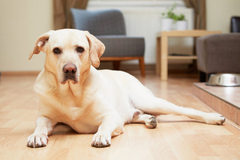 arthritis medicine for dogs