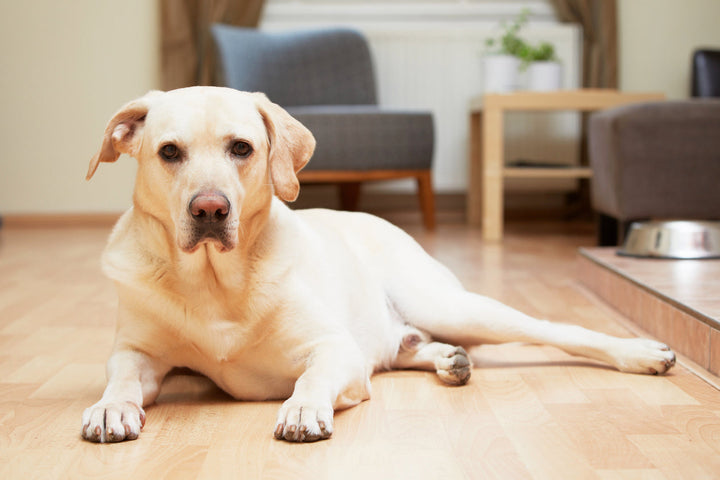 arthritis medicine for dogs