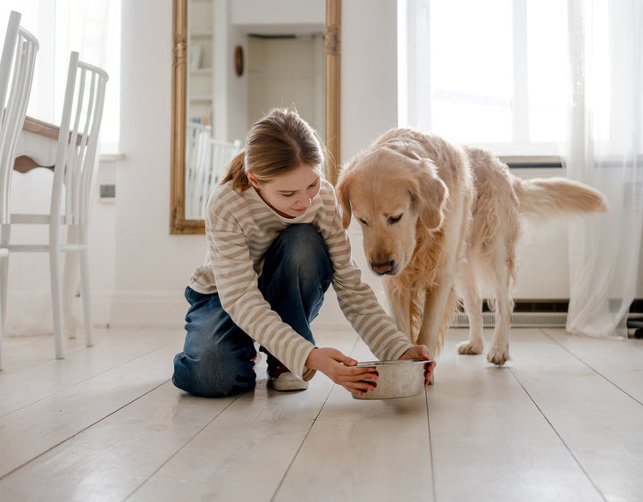 Best Dog Food for Kidney Health and Disease Support