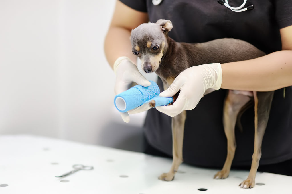 How to Spot a Dog Sprain: A Complete Guide– Integricare