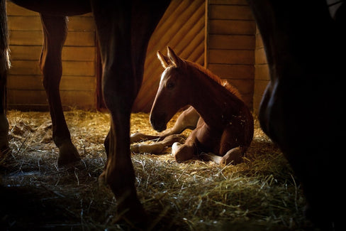 Young Horse Essentials: Building a Strong Foundation