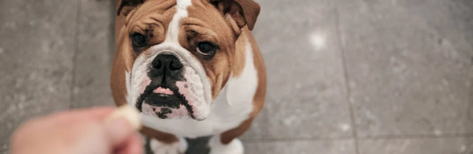 Dog Joint Health Options