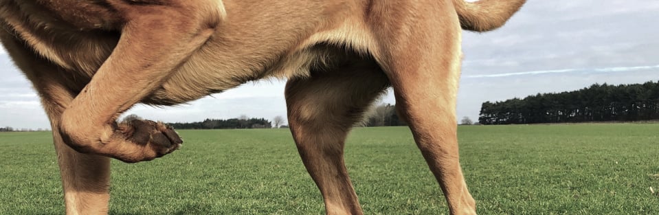 Hip and Joint for Dogs: What Causes Mobility Issues?