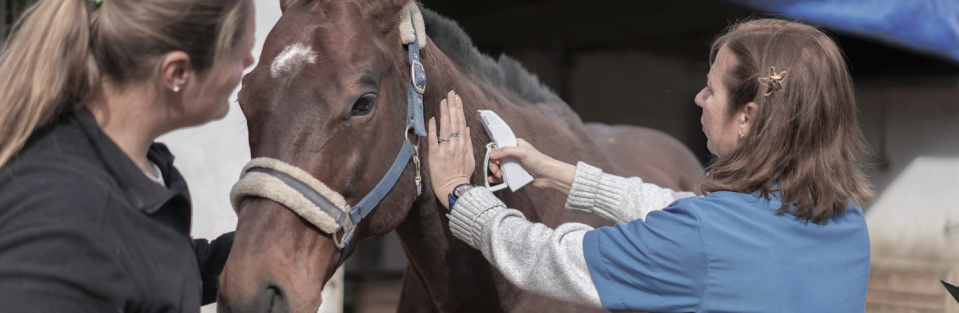 Horse Injuries and Treatments
