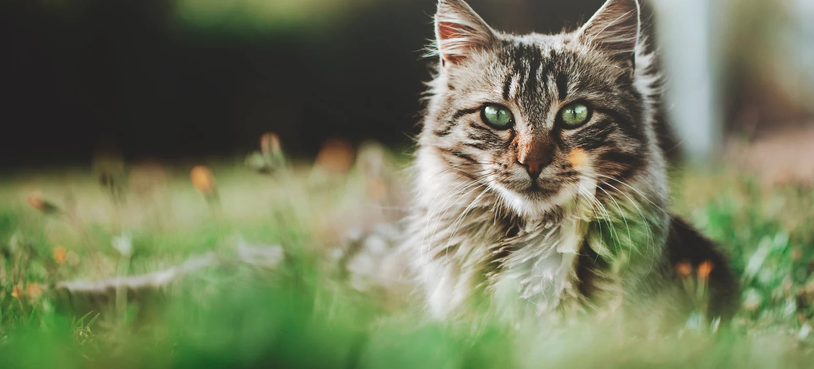 How to Take Care of a Cat