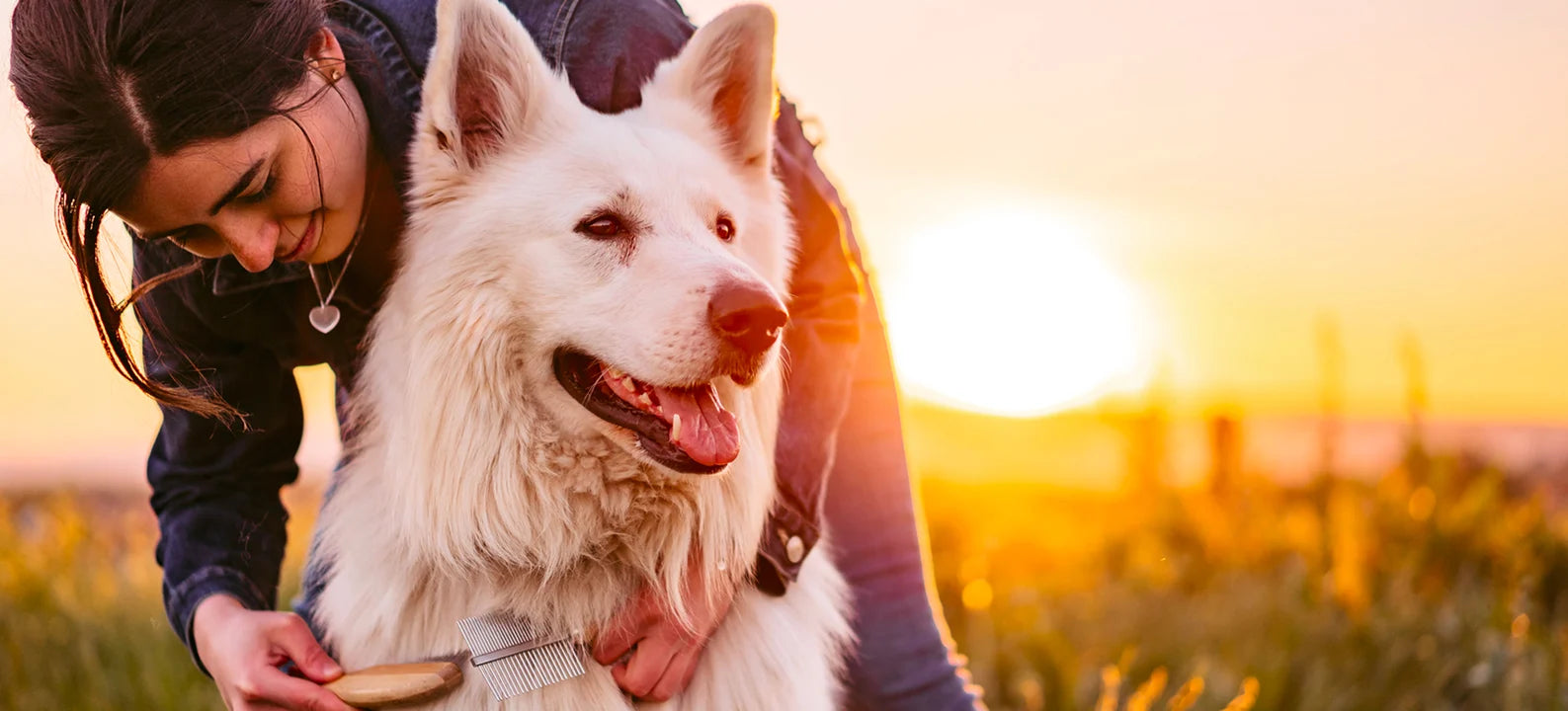 How to Take Care of a Dog