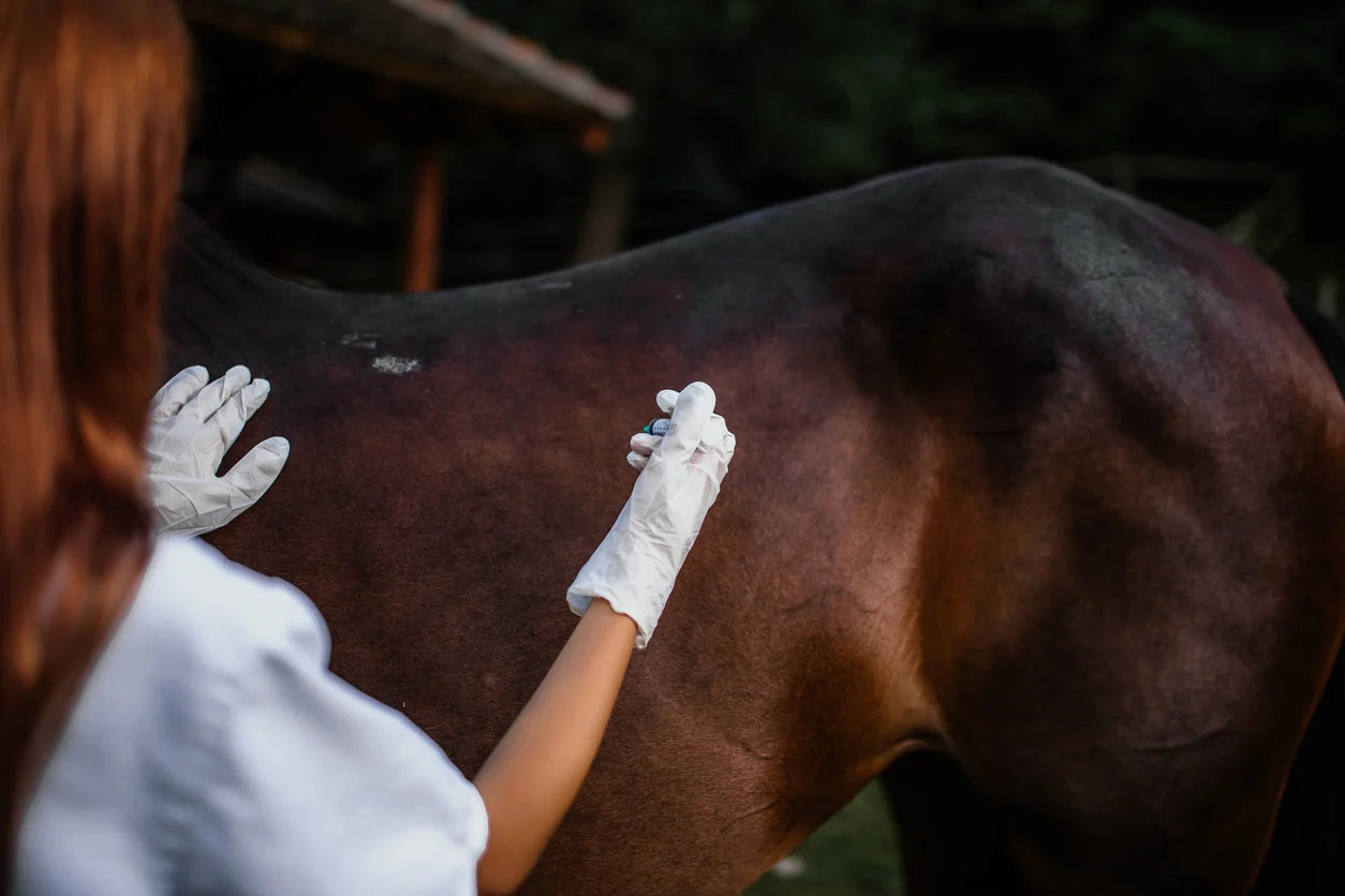 Overview of Horse Health Care