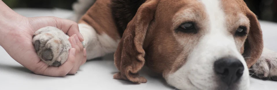 Types and Forms of Joint Supplements For Dogs