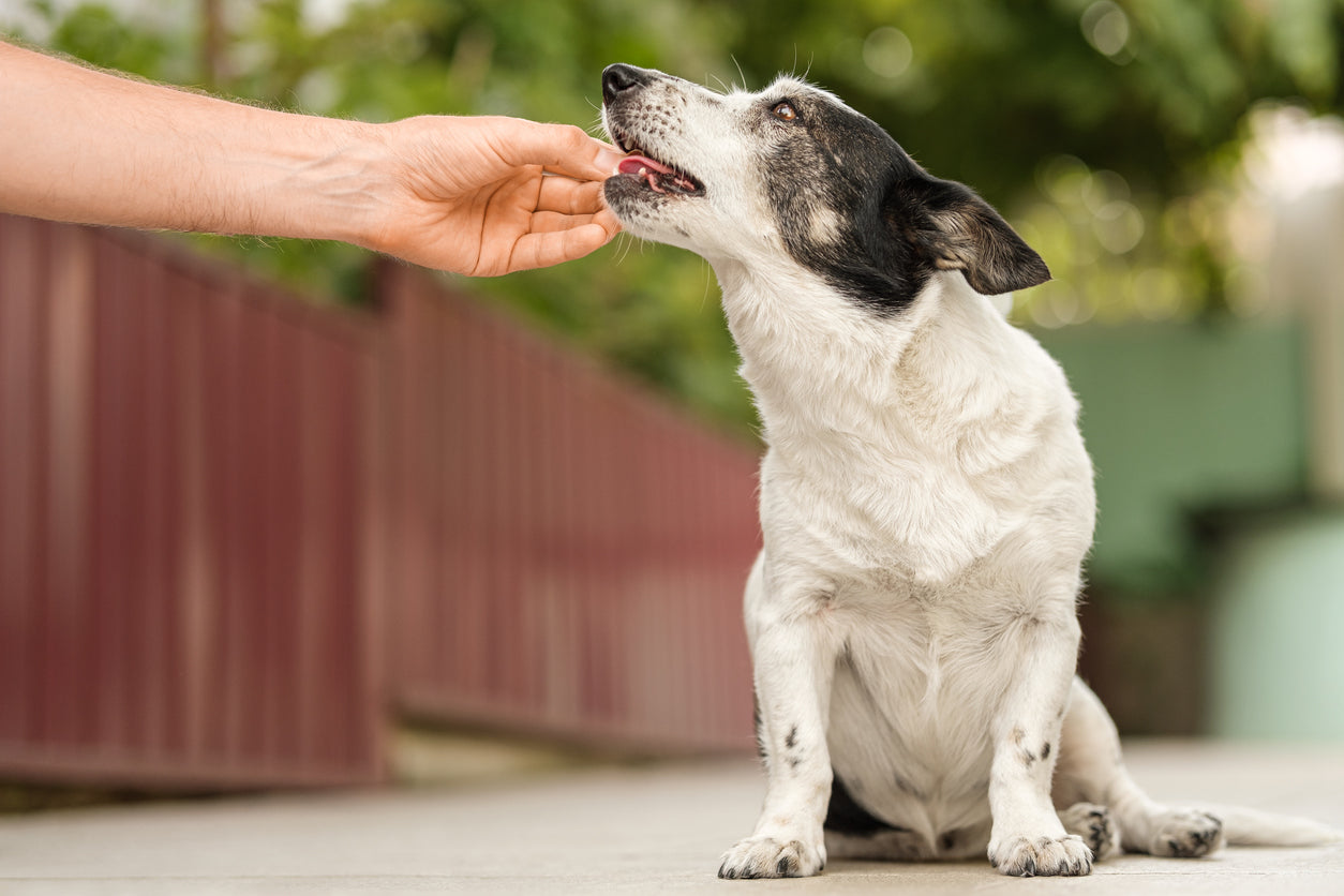 Best Joint Supplements for Pets