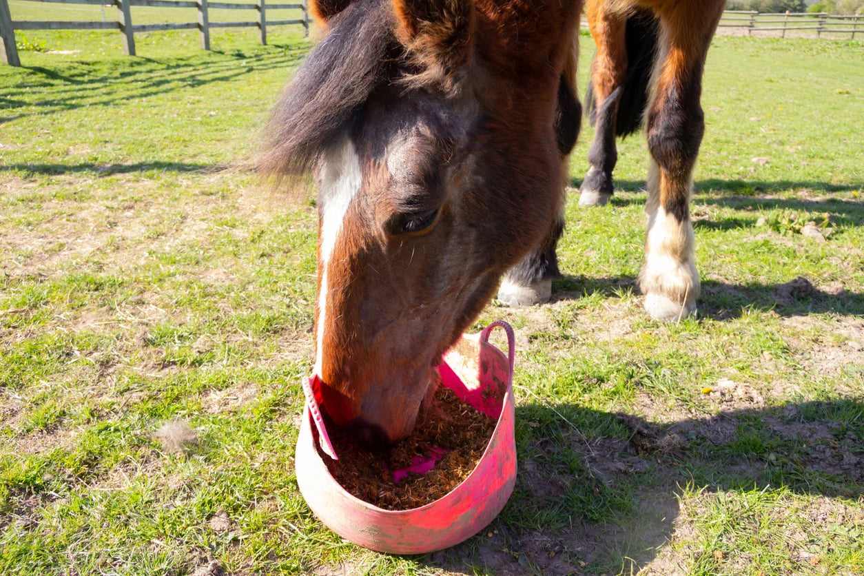 Equine Nutrition
