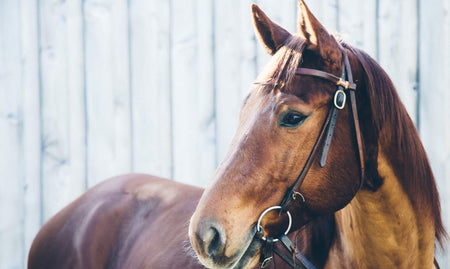 quarter horse using glucosamine for horses