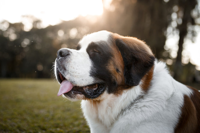 Royal Canin Mobility C2P+ : Contre l'Arthrose du Chien - Companimo Blog
