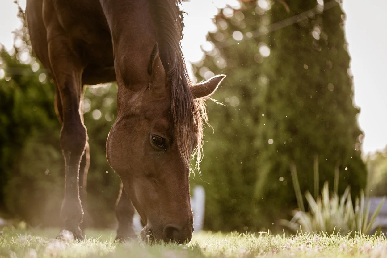 Final Thoughts on Horse Supplements
