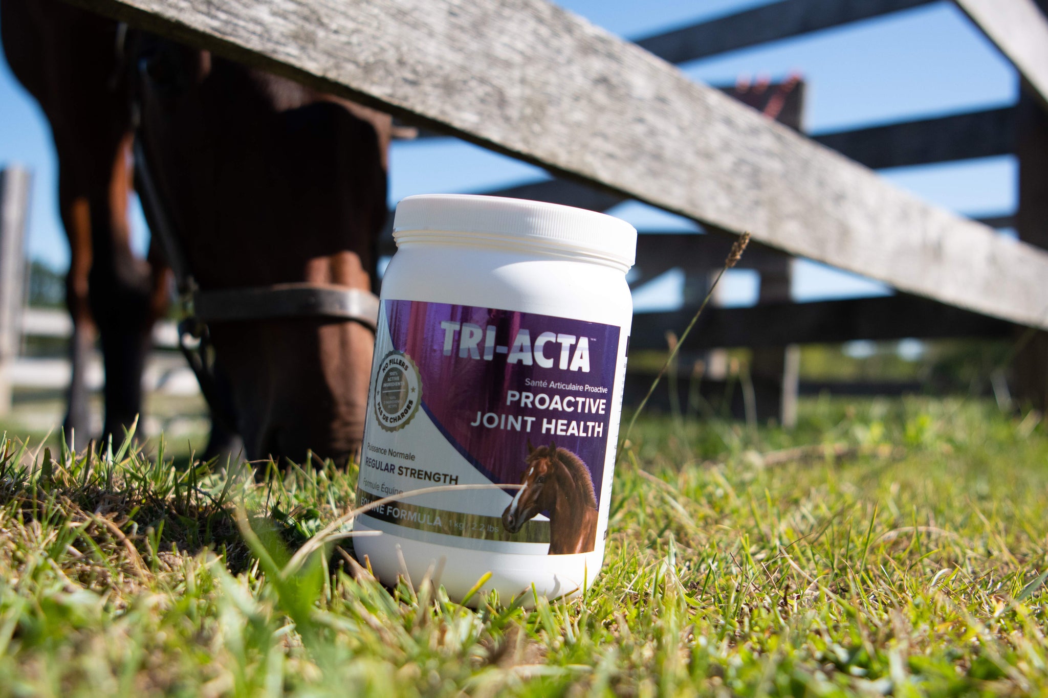 Common Horse Supplements FAQs