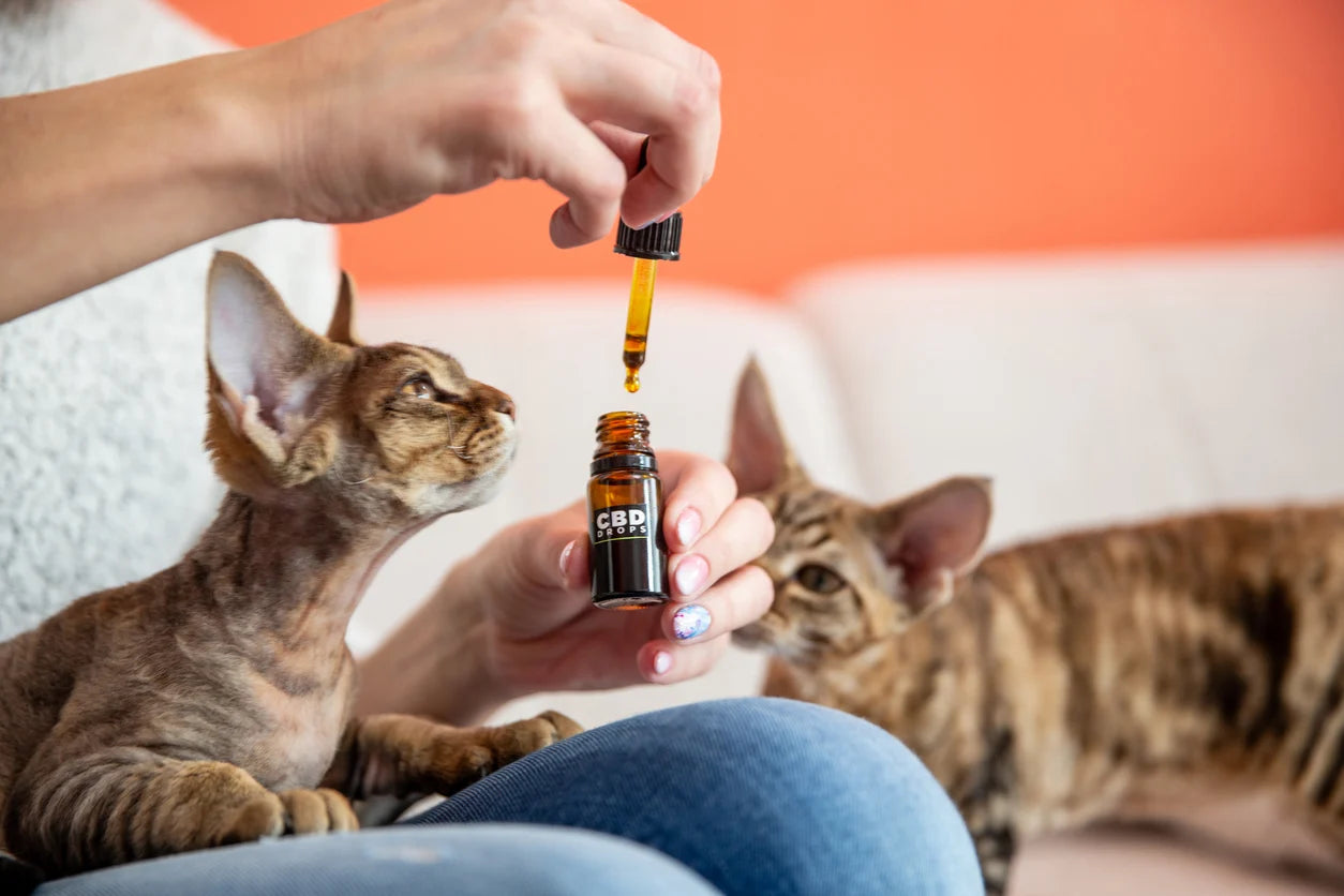 Types of Cat Supplements