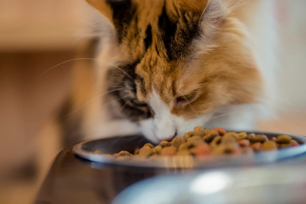 Key Considerations When Choosing Cat Supplements